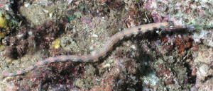 Banded Pipefish - GAL Photo