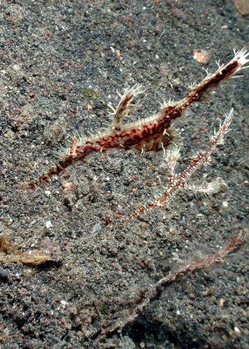 Ghost Pipefish - GAL Photo