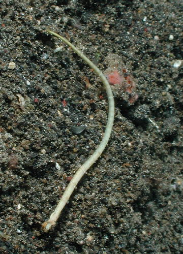 Banded Pipefish - GAL Photo