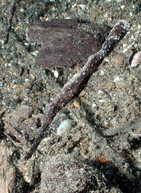 Pipefish - GAL Photo