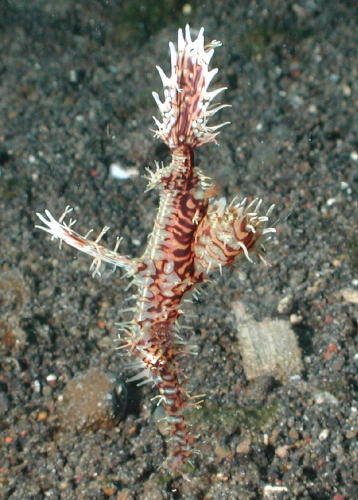 Ghost Pipefish - GAL Photo