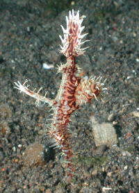 Ghost Pipefish - GAL Photo