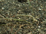 Pipefish - GAL Photo