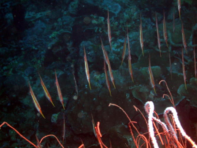 Razor Fish - GAL Photo