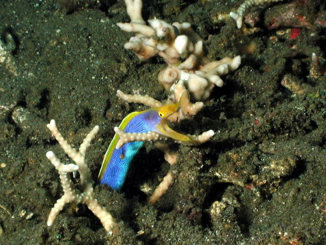 Blue Ribbon Eel - GAL Photo