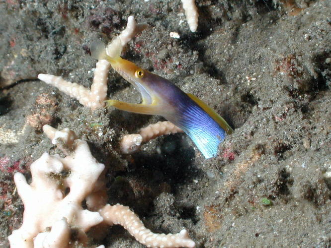 Blue Ribbon Eel - GAL Photo