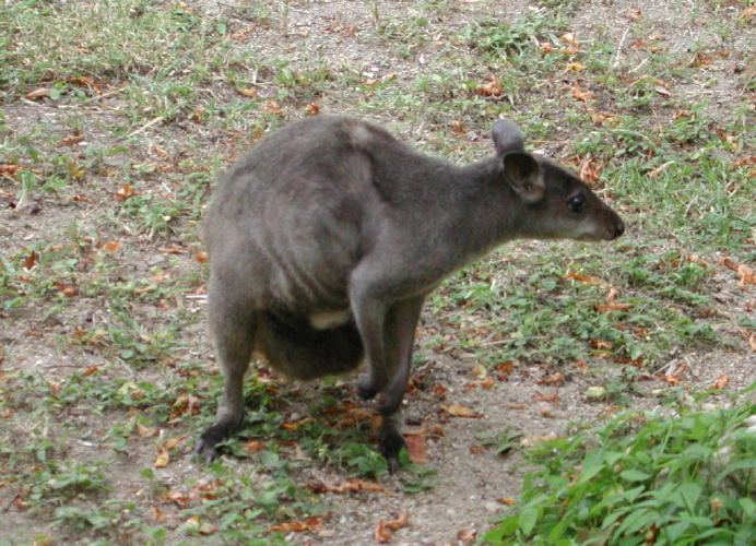 Tree Kangaroo - GAL Photo