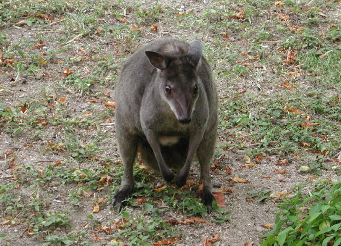 Tree Kangaroo - GAL Photo