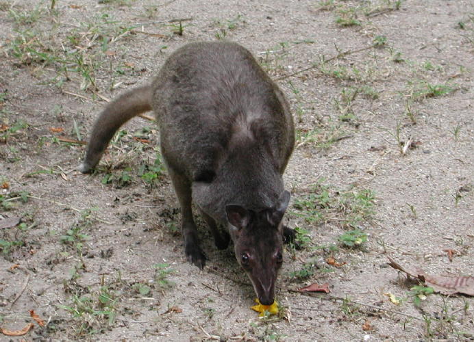 Tree Kangaroo - GAL Photo