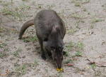 Tree Kangaroo - GAL Photo