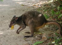 Tree Kangaroo - GAL Photo