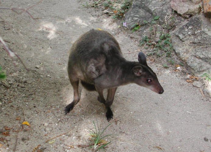 Tree Kangaroo - GAL Photo