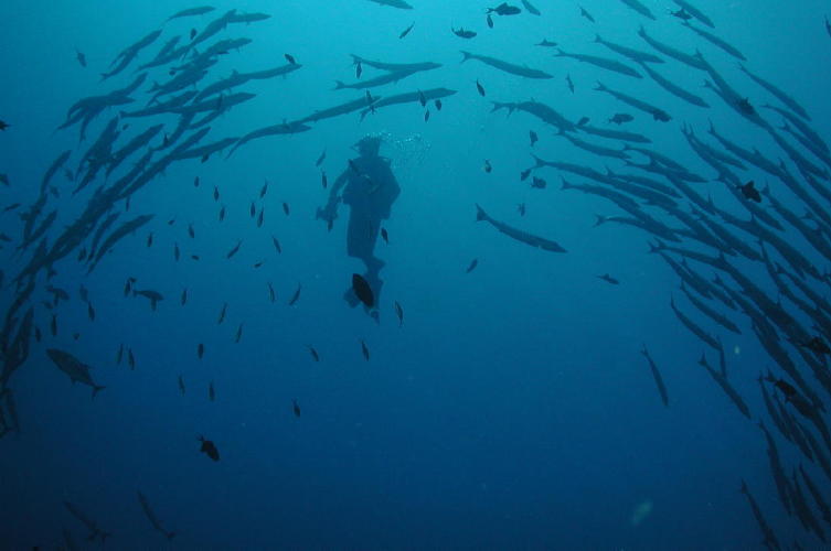 Schooling Fish and Brit Mark - MZ Photo