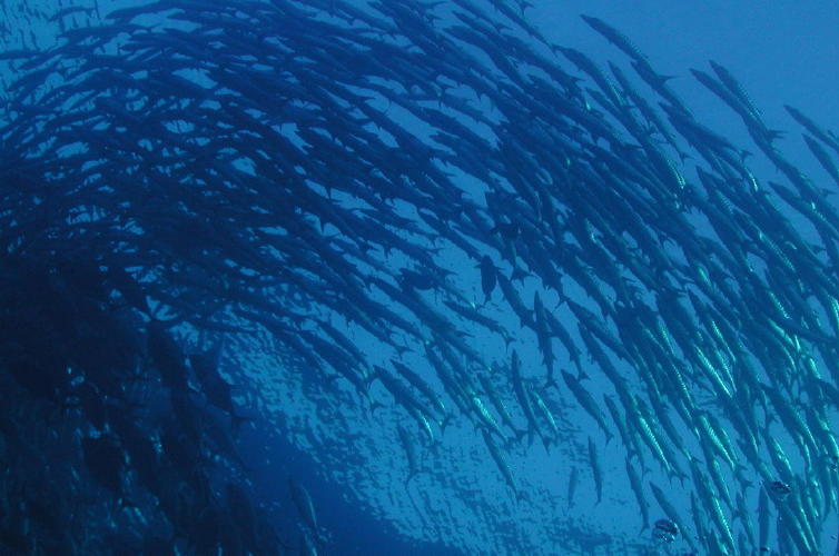 Schooling Fish - MZ Photo