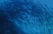 Schooling Fish - MZ Photo