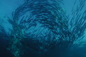 Schooling Fish - MZ Photo