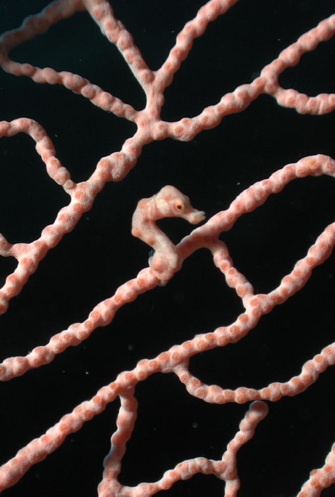 Pygmy Seahorse - GAL Photo