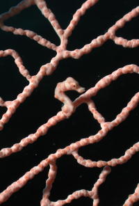 Pygmy Seahorse - GAL Photo