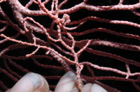 Pygmy Seahorse - MZ Photo