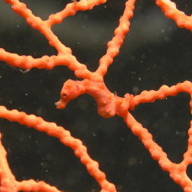 Pygmy Seahorse - GAL Photo