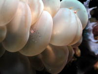Shrimp on Bubble Coral - GAL Photo