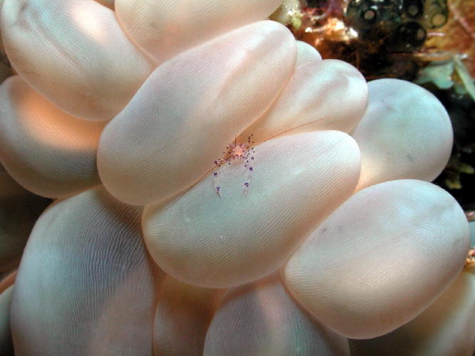 Shrimp on Bubble Coral - GAL Photo