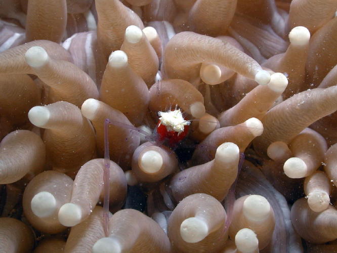 Anemone Shrimp - GAL Photo