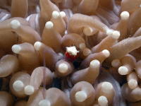 Anemone Shrimp - GAL Photo