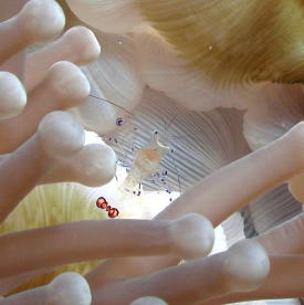 Anemone Shrimp - GAL Photo