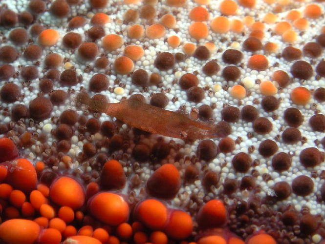 Pillow Star Shrimp - GAL Photo