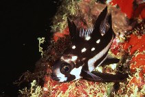 Juvenile Snapper - Robert Yin Photo