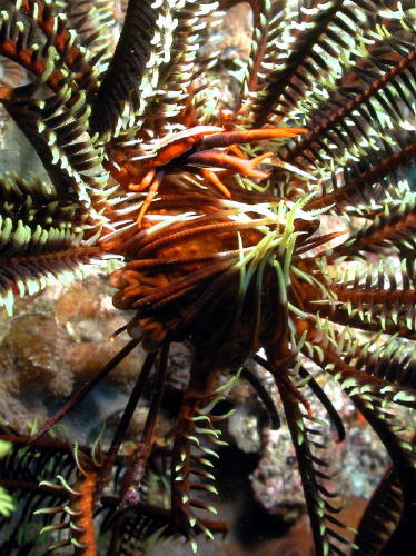 Squat Lobster on Crinoid - GAL Photo