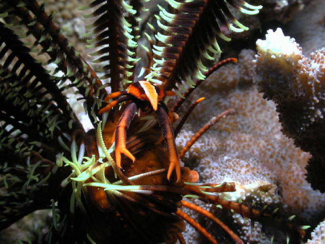 Squat Lobster on Crinoid - GAL Photo