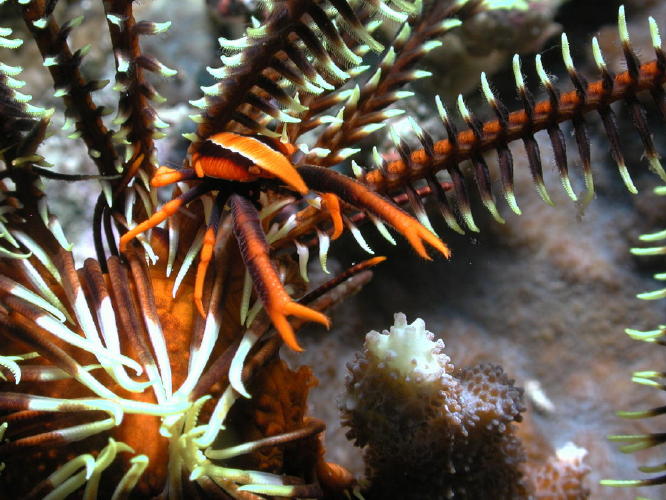 Squat Lobster on Crinoid - GAL Photo