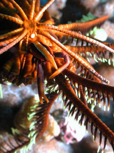 Squat Lobster on Crinoid - GAL Photo