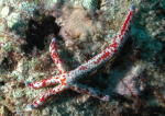 Starfish - grown from one leg - GAL Photo
