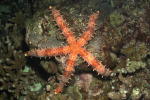 Starfish - GAL Photo