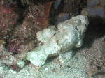 Stone Scorpion Fish - GAL Photo