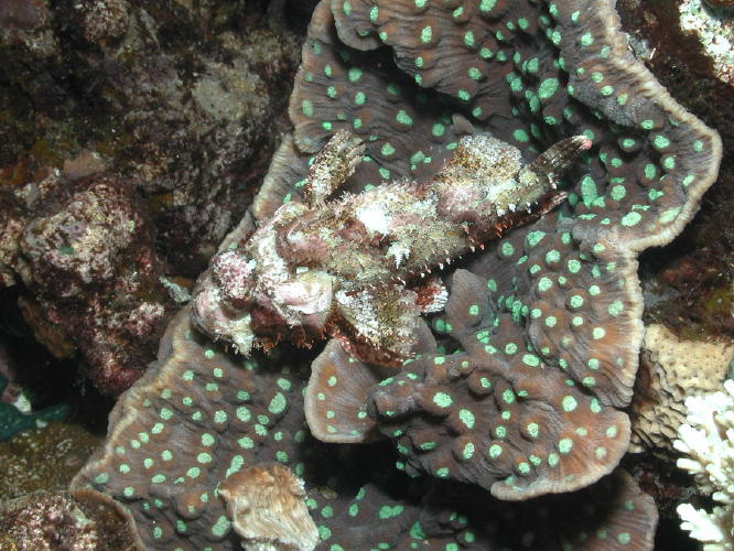 Stone Scorpion Fish - GAL Photo