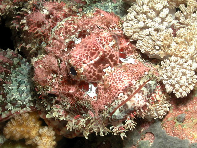 Stone Scorpion Fish - GAL Photo