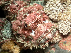 Stone Scorpion Fish - GAL Photo