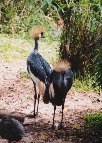 Storks - KLM Photo