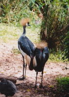 Storks - KLM Photo