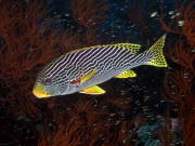 Sweetlips - GAL Photo