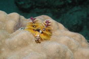 Christmas Tree Worm - MZ Photo