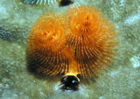 Christmas Tree Worm - MZ Photo