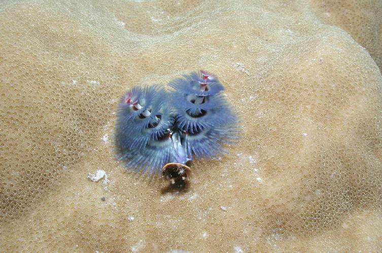 Christmas Tree Worm - MZ Photo