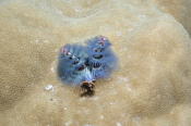 Christmas Tree Worm - MZ Photo