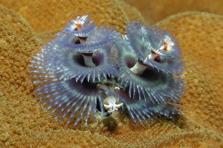 Christmas Tree Worm - MZ Photo