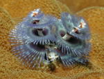 Christmas Tree Worm - MZ Photo